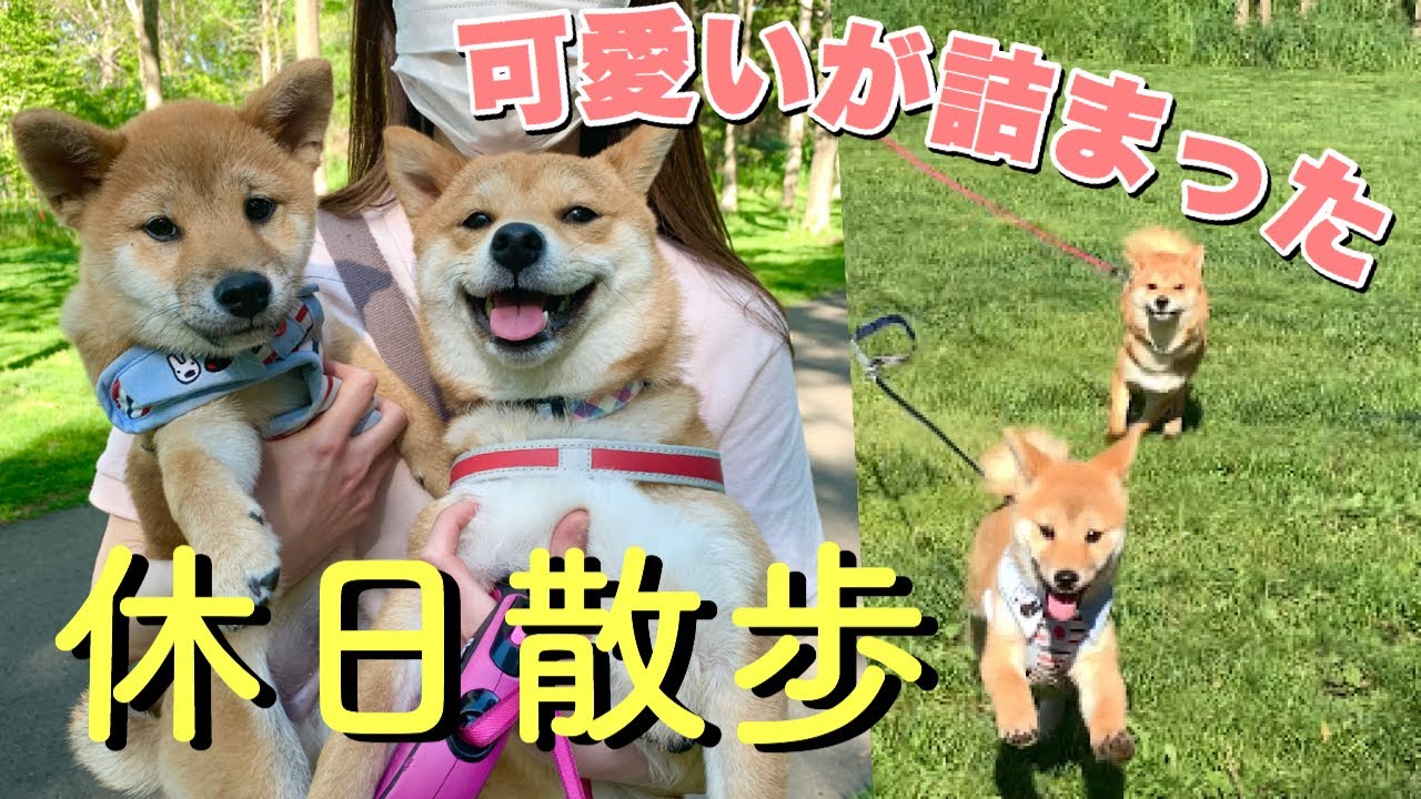 走る姿と帰りの車内が可愛すぎる豆柴姉弟【休日散歩】