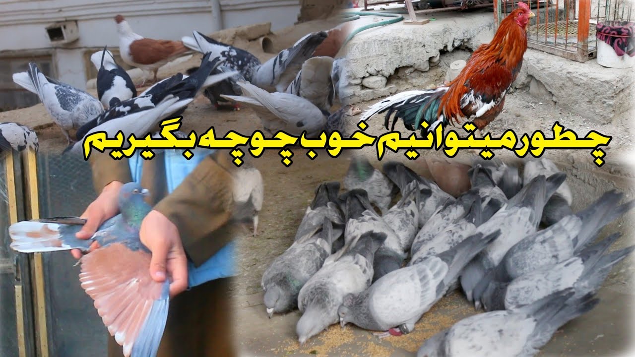 کدام نکات را در کفتر های چوچه گیر مراعات باید کرد.  کفتر های پهلوان سمیع چنداول کابل