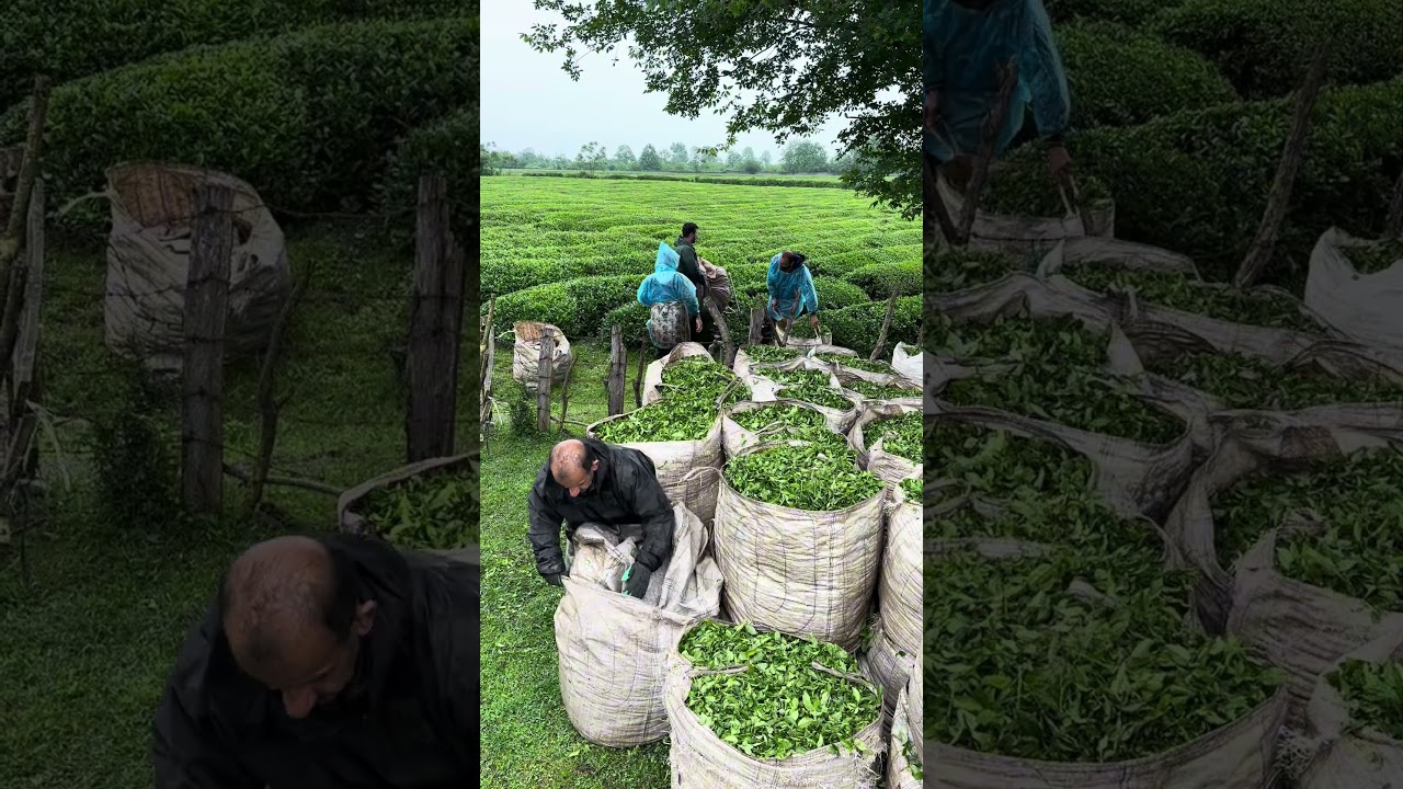 Tea Harvest in Gilan, Iran 🇮🇷
