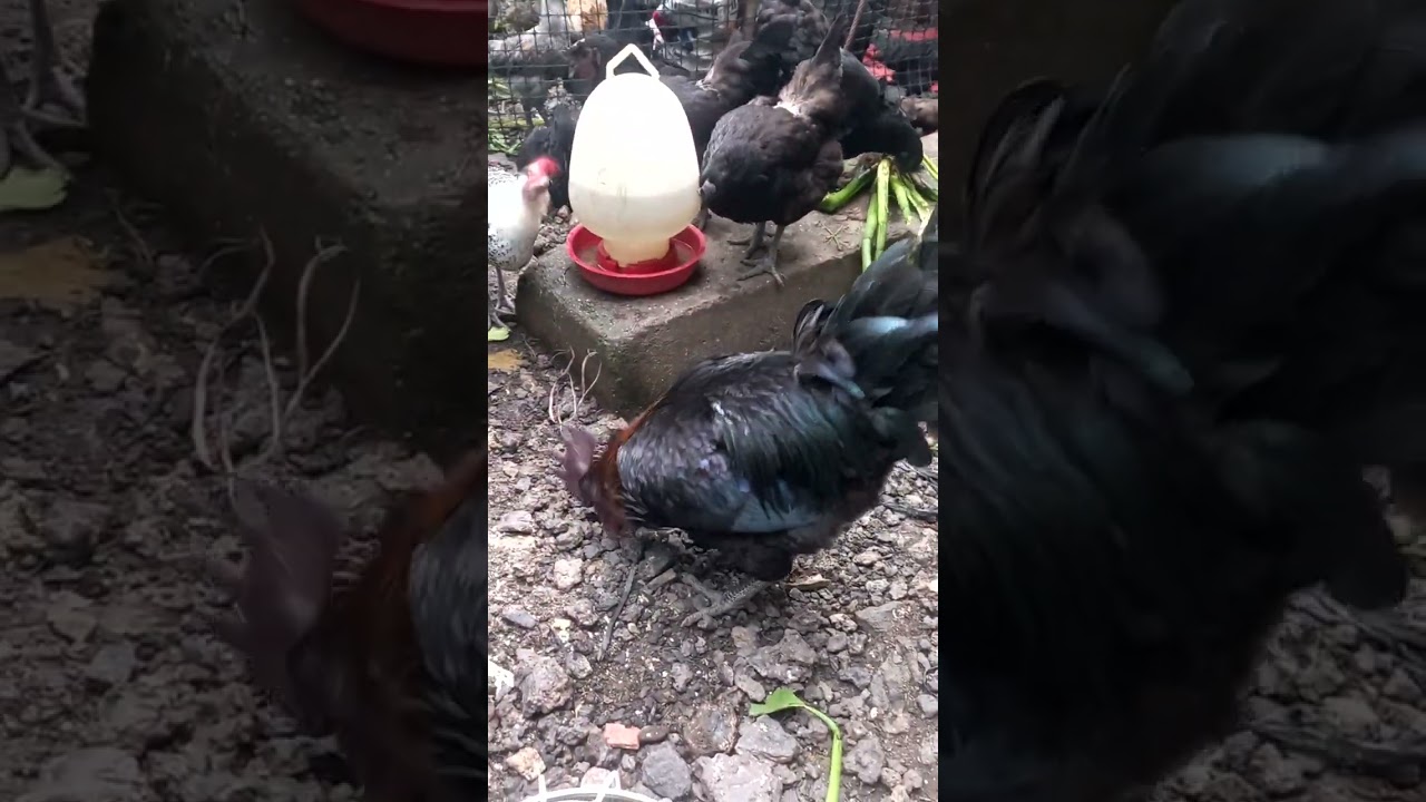 Hôm nay làm siêng đi lấy lục bình và mít về cho gà ăn bổ sung dưỡng chất...
