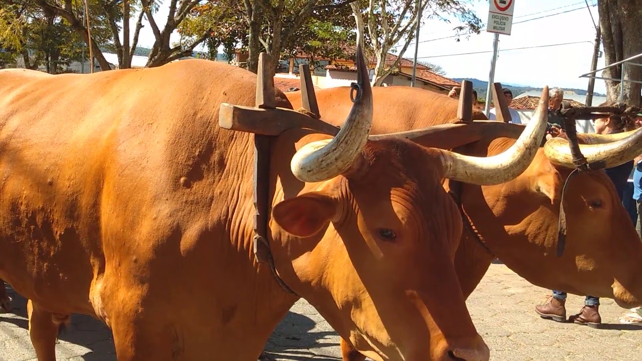desfile de carro de boi,em entre Rios,e Resende Costa, MG.🐂🐂