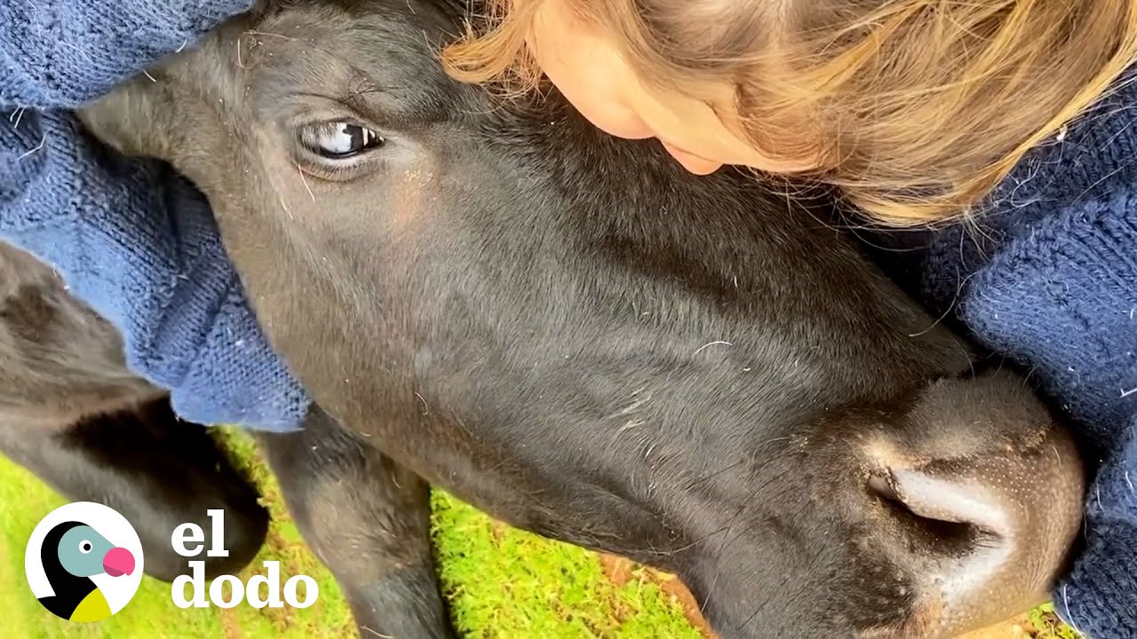 Vaca rescatada exige la atención de su mamá | Almas Gemelas | El Dodo