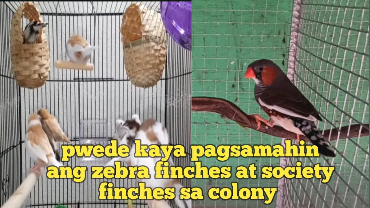 Pwede kaya pagsamahin ang zebra finches at society finches sa colony