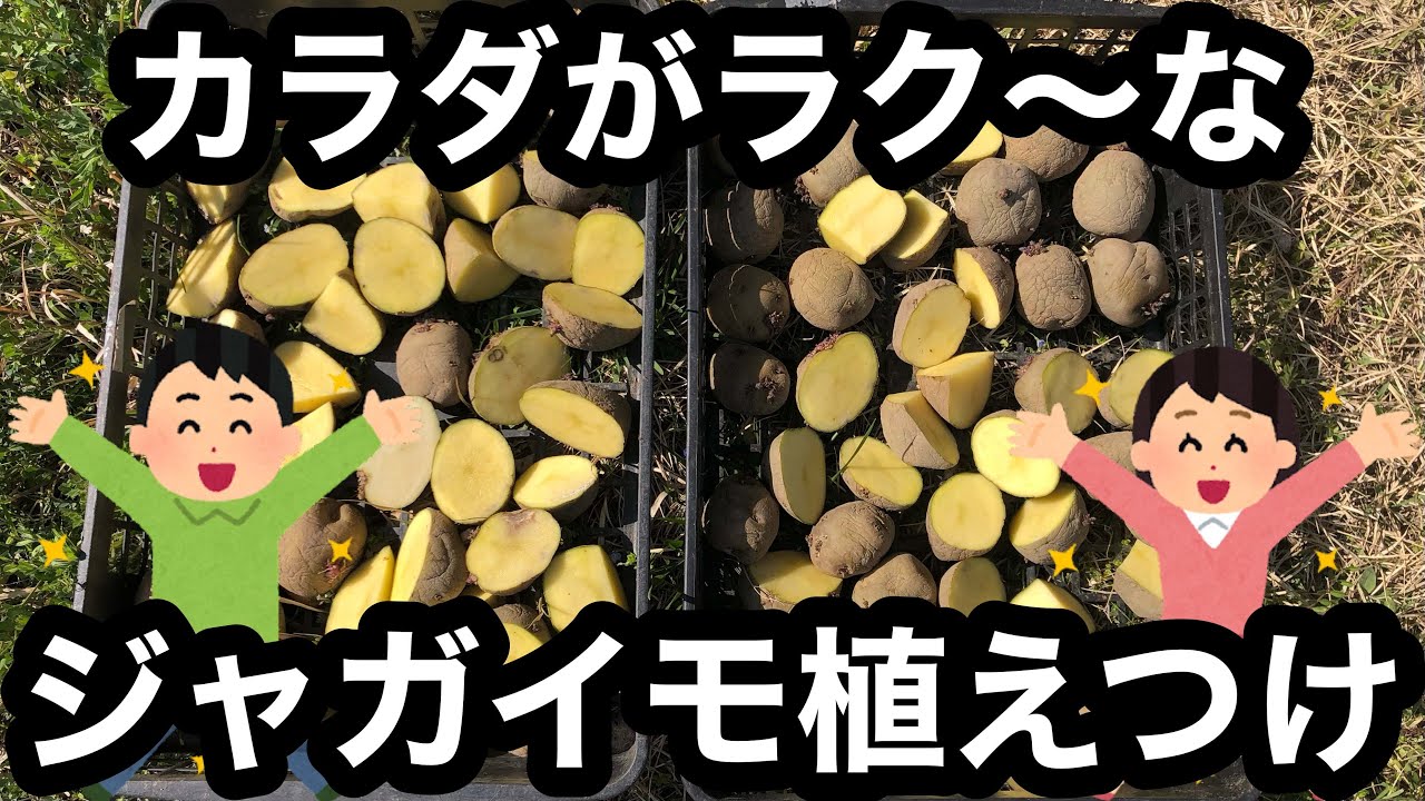 保存版 カラダに負担の少ないじゃがいも植えつけテクニック 春植え秋植えどちらでも使える