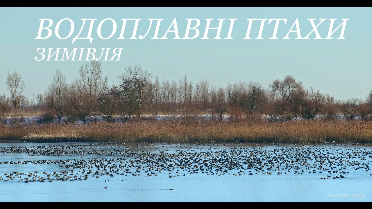 ВОДОПЛАВНІ ПТАХИ. ЗИМІВЛЯ. Частина 1. Січень 2025