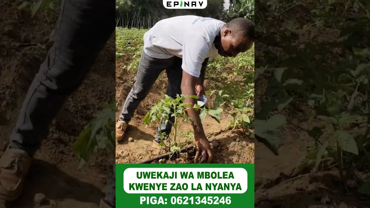 ELIMU YA UWEKAJI WA MBOLEA KWENYE ZAO LA NYANYA