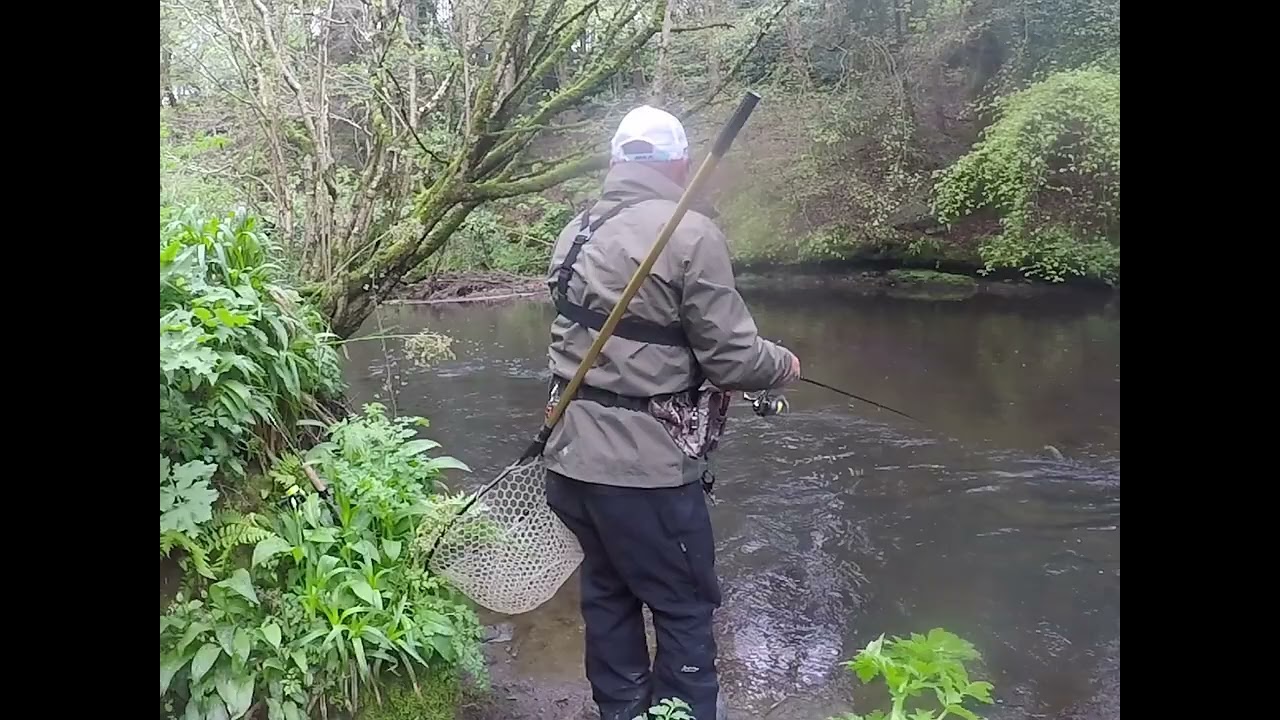 Wild River Trout. (on lures) Ireland/uk