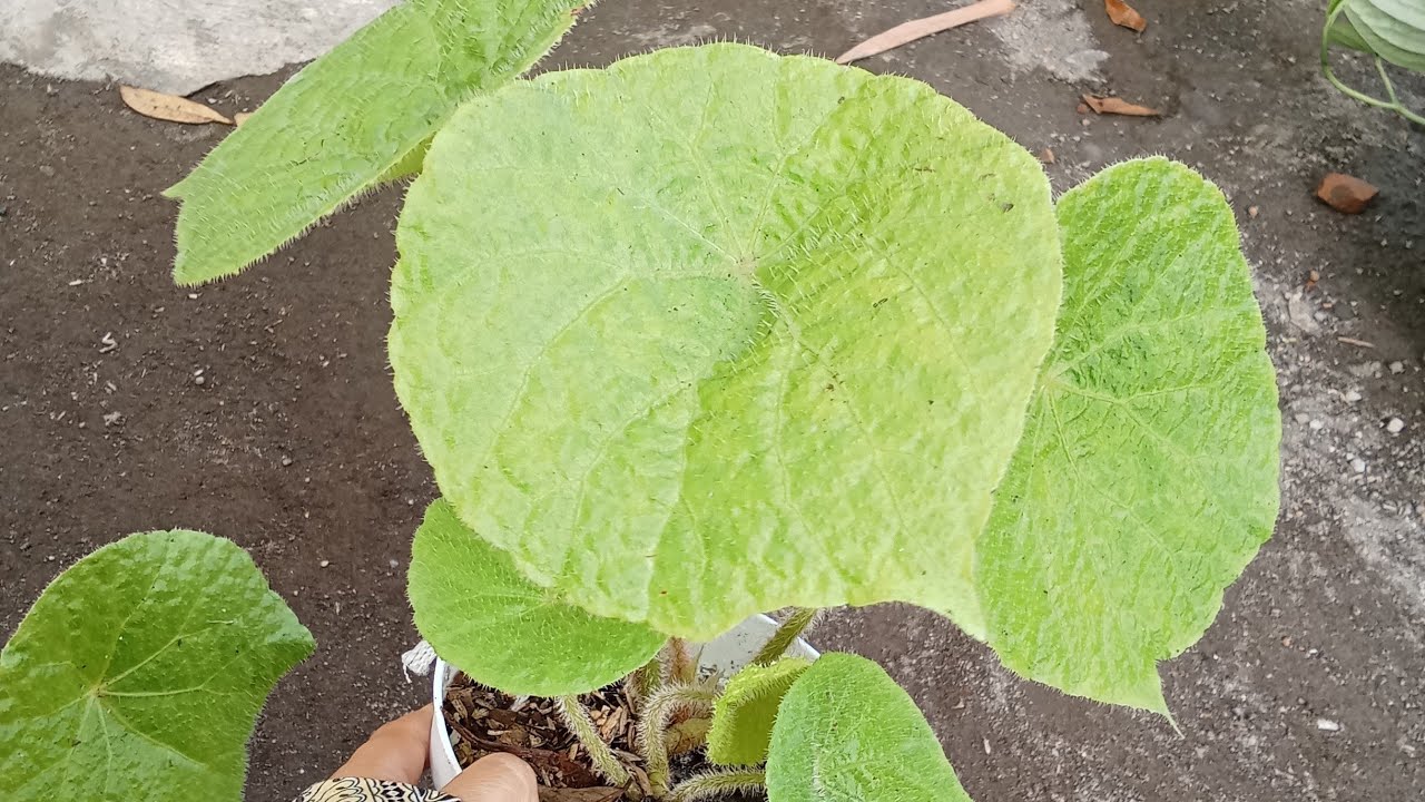 Berbagai metan stek begonia