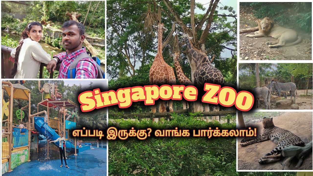 Singapore ZOO | What To expect | Full Guide in tamil #singapore #travel #zoo #viral #trending