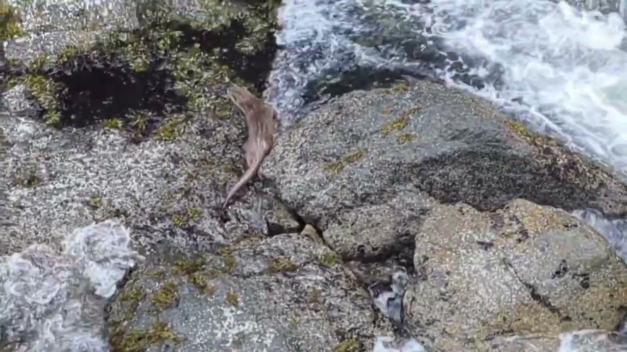 Trinidad Harbor Otter
