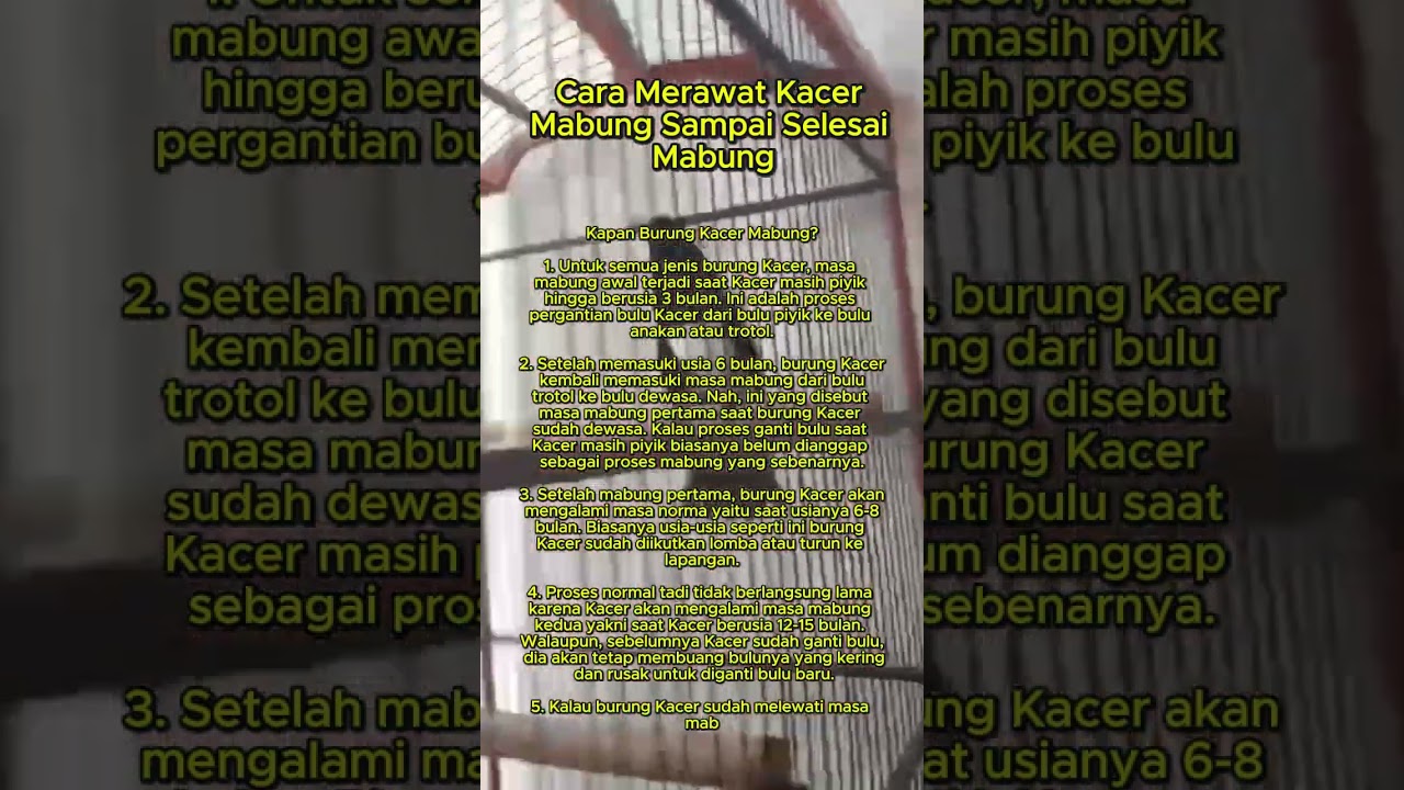 cara merawat kacer #kacer