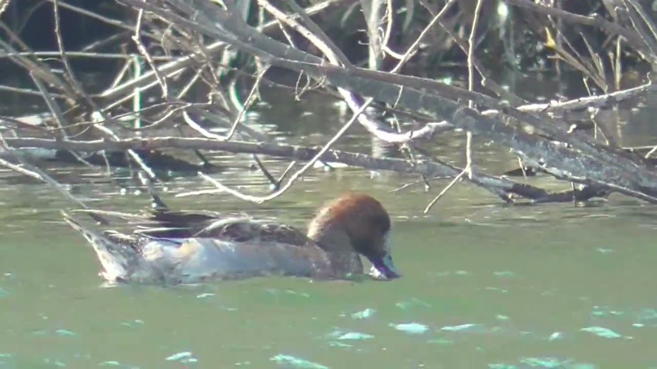 Y0117　Oita River　Morning Meal　One male Wigeon