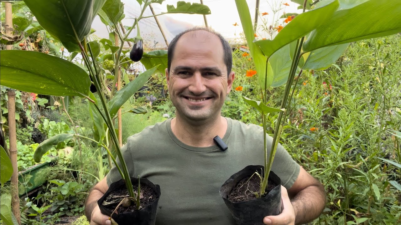 PLANTA DO AÇAFRÃO EM VASO