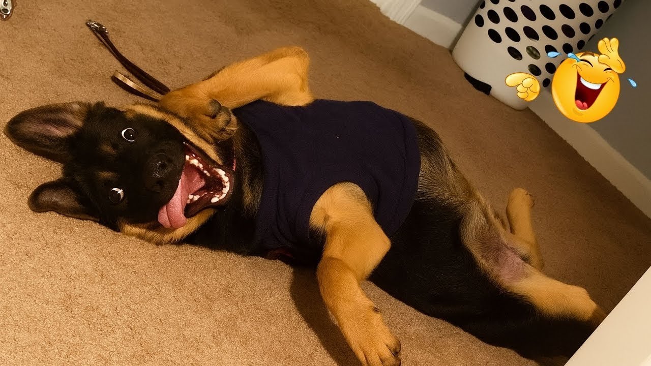 HILARIOUS DOGS Being Weird 🤪 NEW Funniest Dogs Video 2026