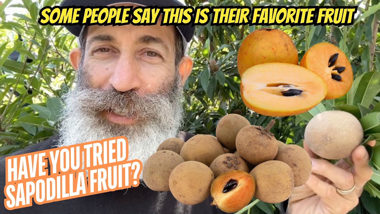 Is Sapodilla The Best Winter Fruit To Grow In Your Yard?