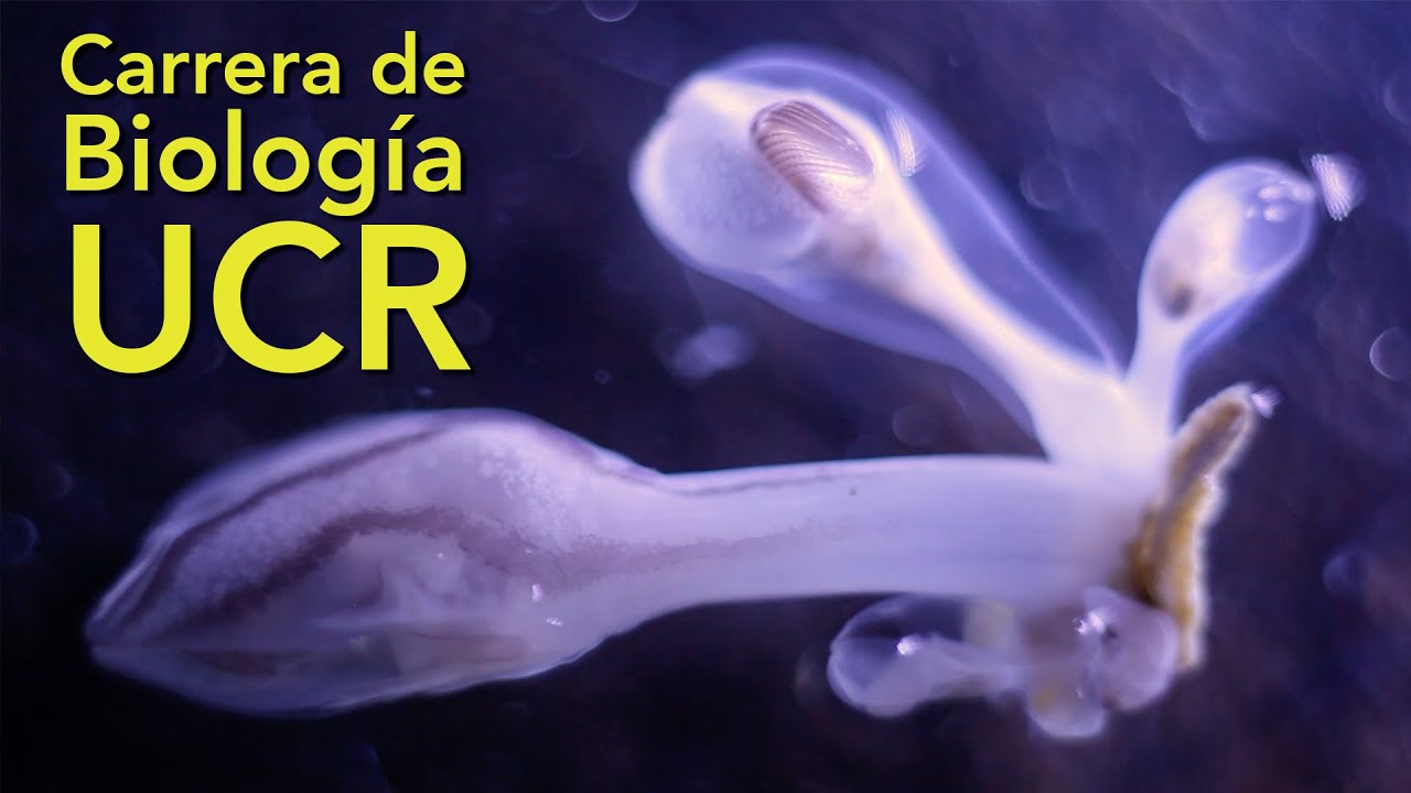 Carrera de Biología UCR - Feria Vocacional 2021 (EB-UCR)