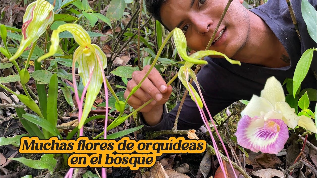 MUCHAS FLORES DE ORQUIDEAS EN EL BOSQUE
