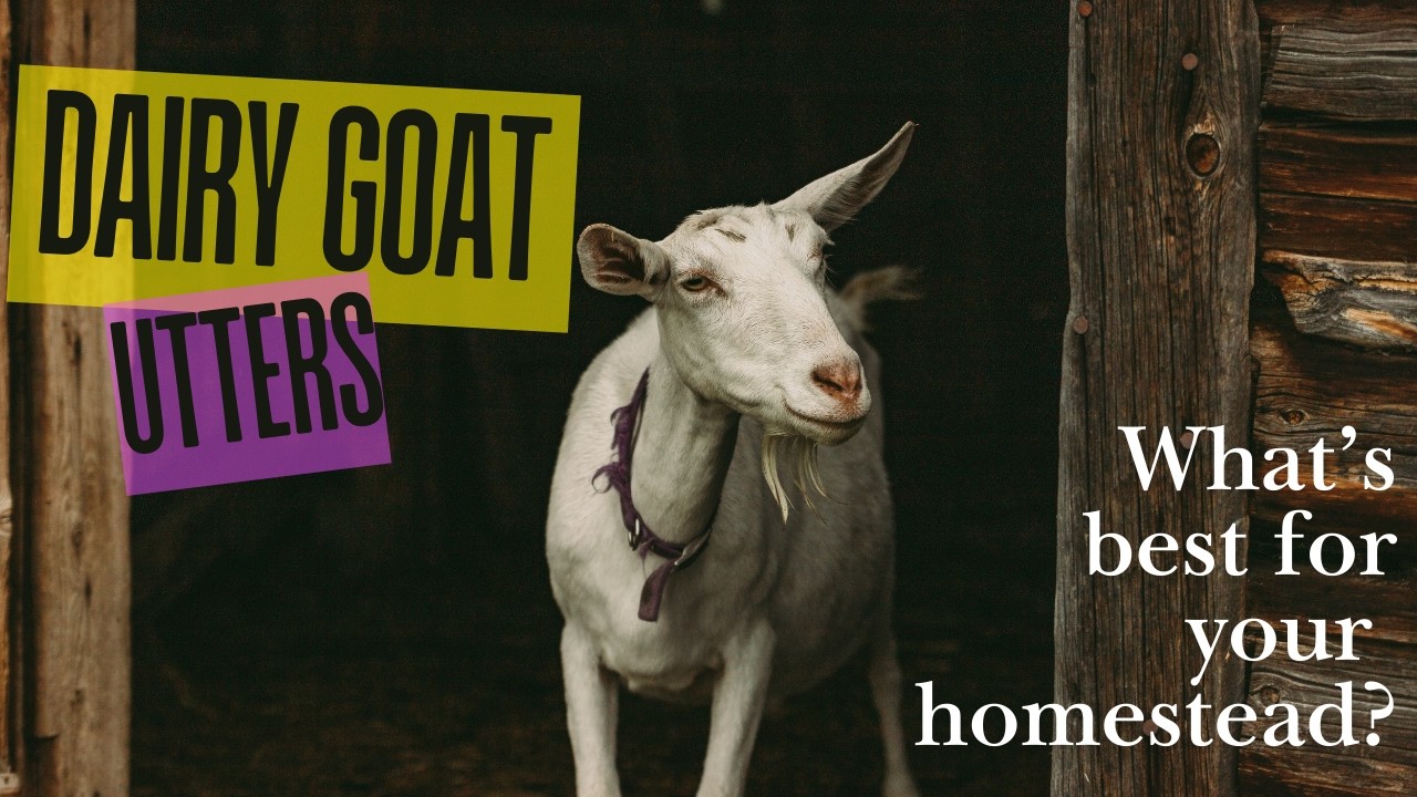 Dairy Goat Utters: Breeding for the Best Milkers