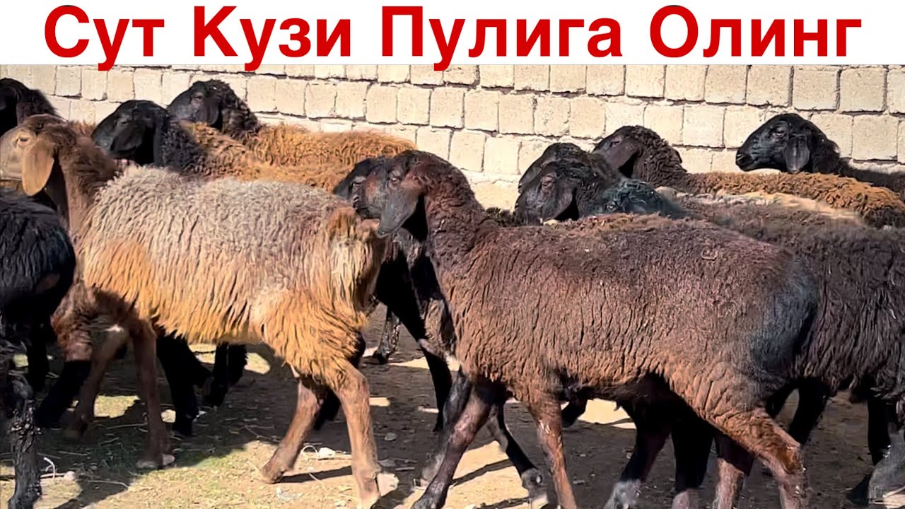 Арзон Булди Куйлар! ☎️+998 88 677 4997
