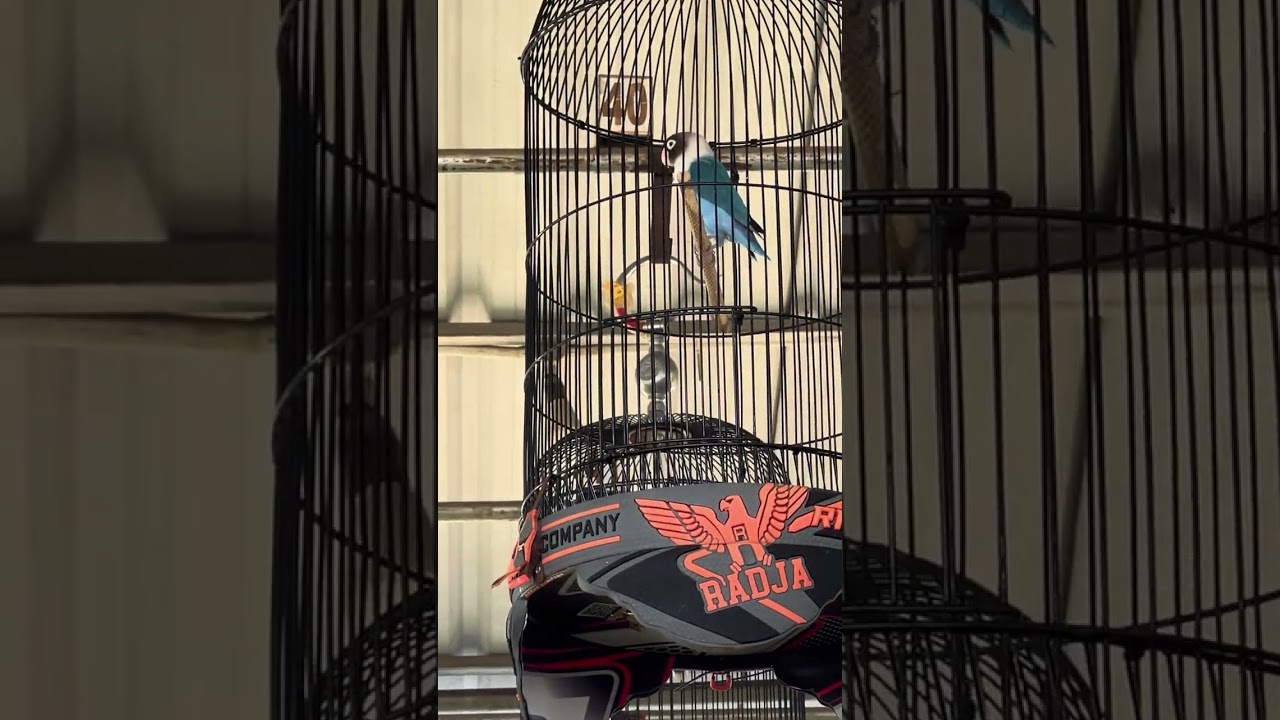 Lovebird Non Fighter atau Konslet Papan Atas Semua Hadir Di KSJ CUP 1.