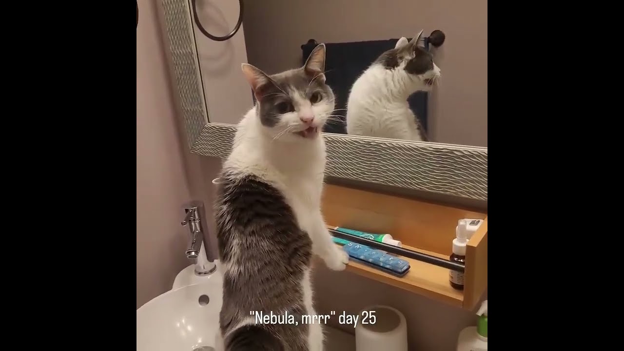 Nebula Mrrr Compilation 1 condensed