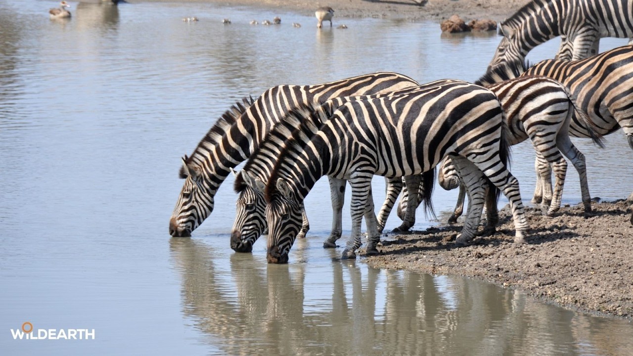 LIVE at the waterhole - 28 February 2026