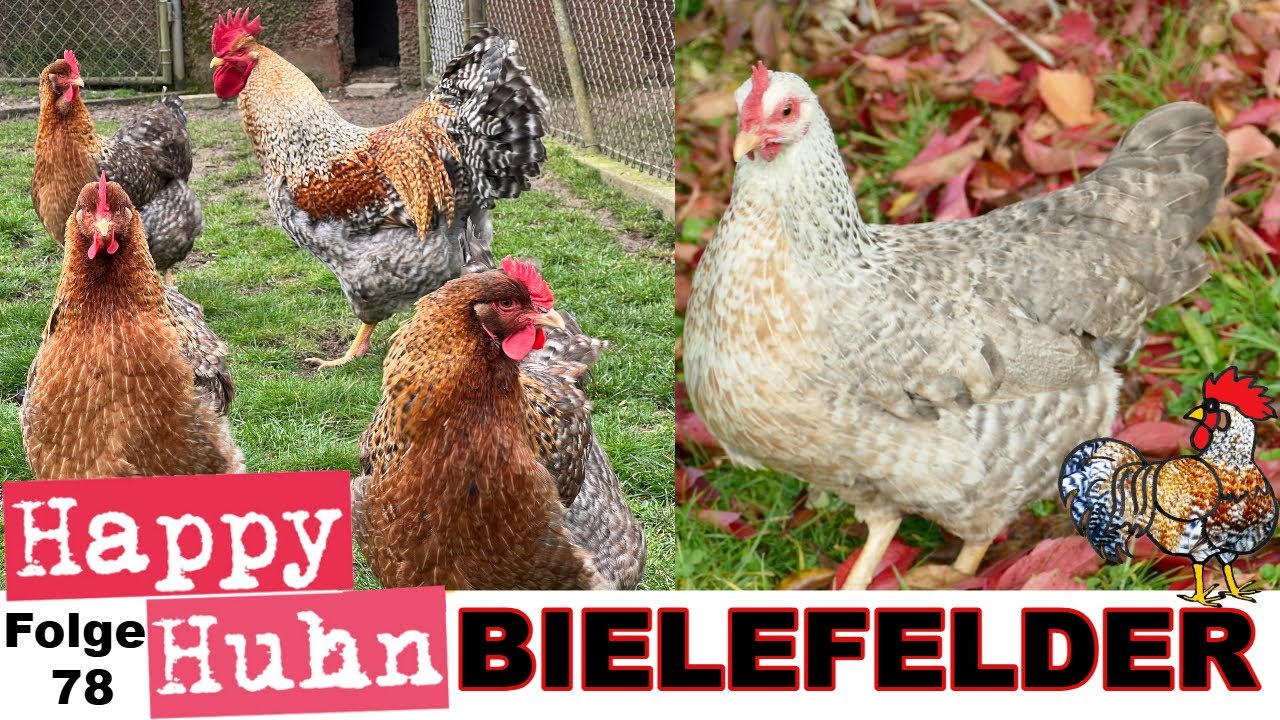 Bielefelder Kennh&uuml;hner + Zwerg-Bielefelder im Rasseportrait bei HAPPY HUHN Folge 78 #h&uuml;hnerhaltung