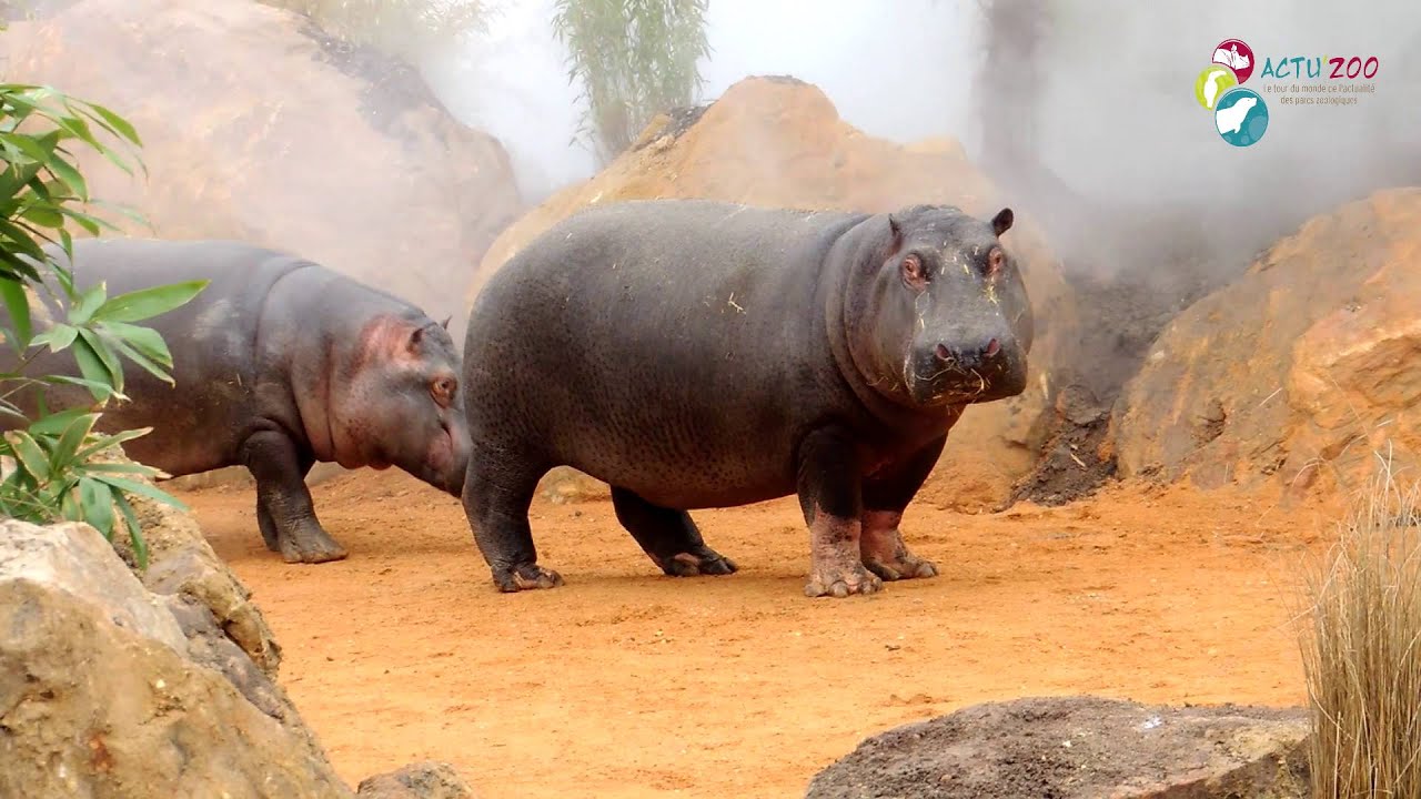 [Reportage A'Z] Ouverture de la Réserve des hippopotames du ZooParc de Beauval