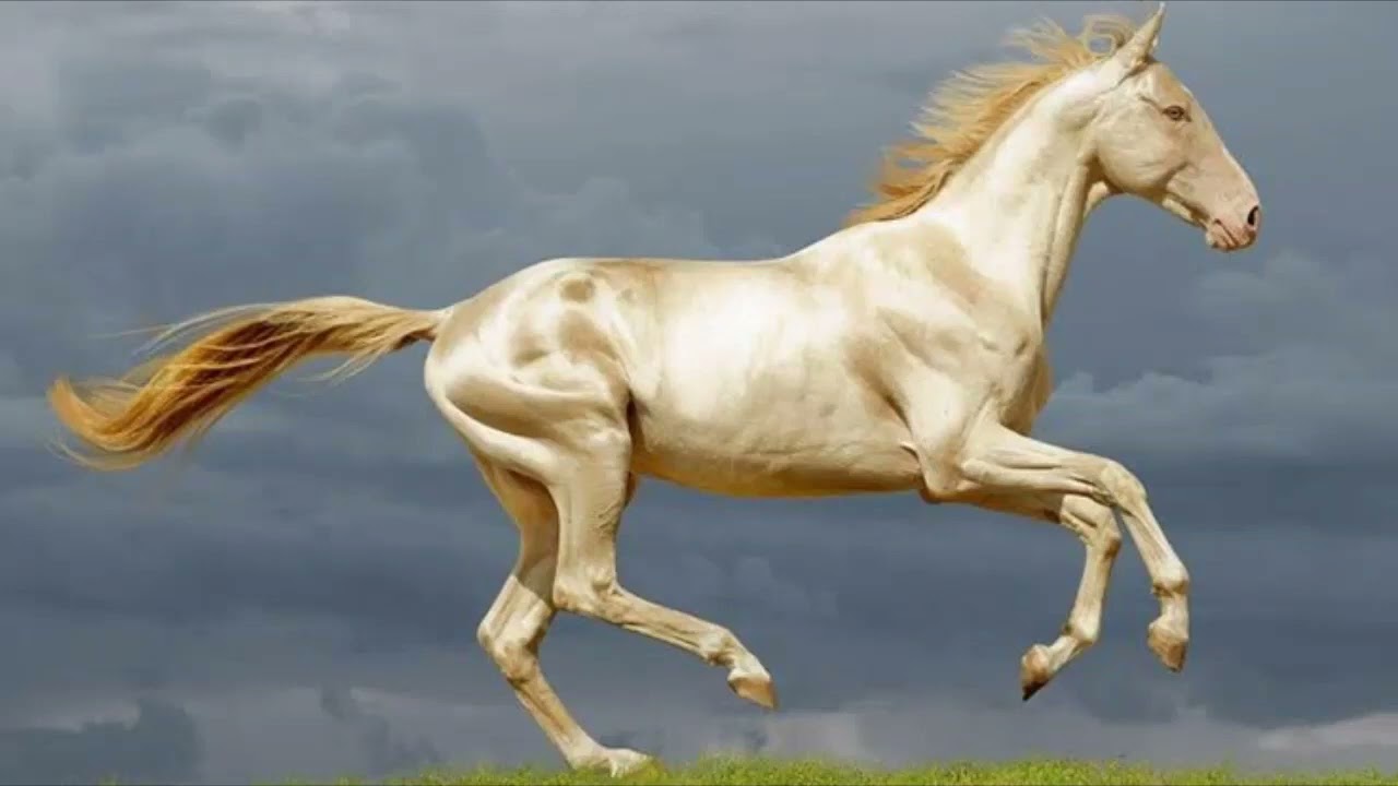 Horse screaming sound effect | No Copyright | Free Download