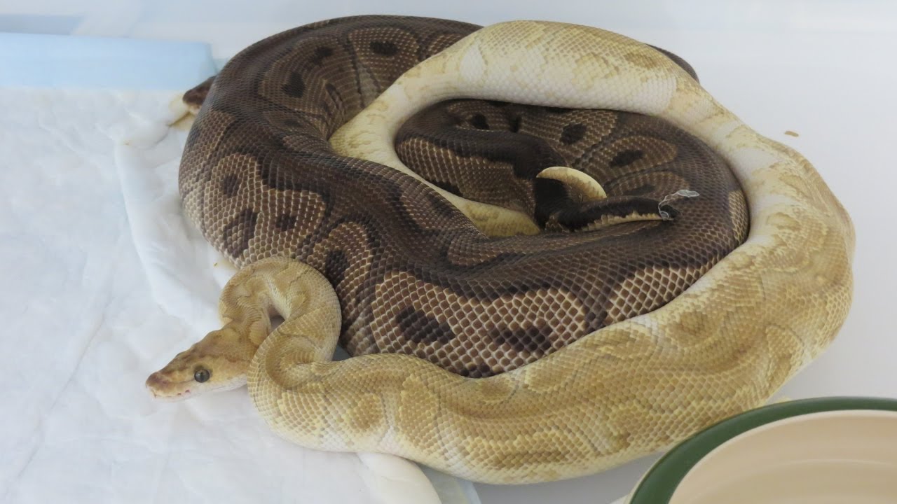 Ma méthode de reproduction du python regius Partie 2