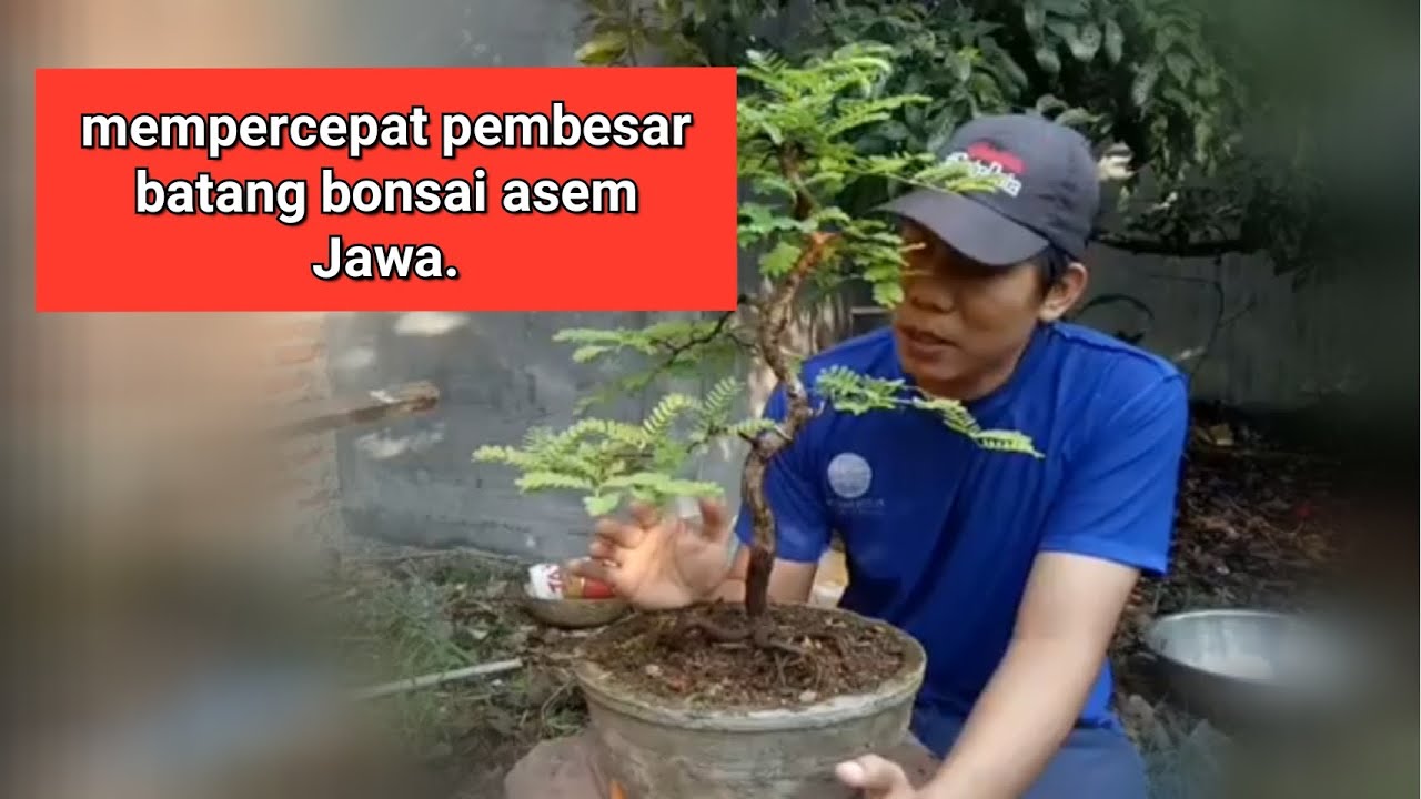 proses memperbesar Batang utama bonsai asem Jawa.