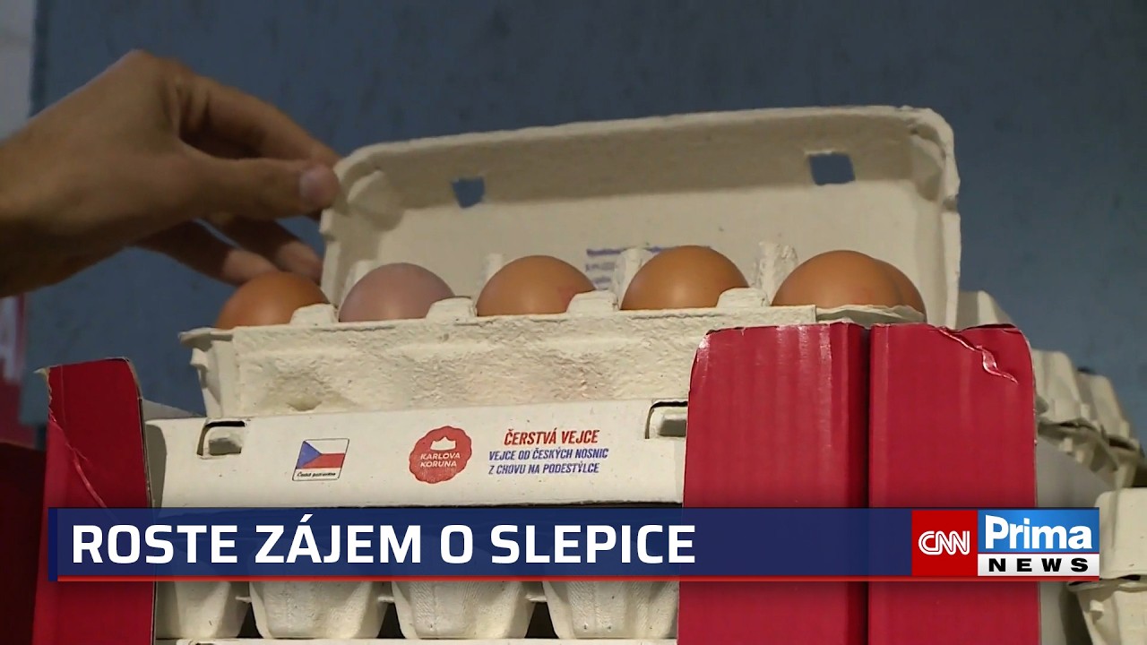 Drahá vejce? Češi shánějí kurníky, slepice chovají i v paneláku. Expert uvedl, kolik ušetří