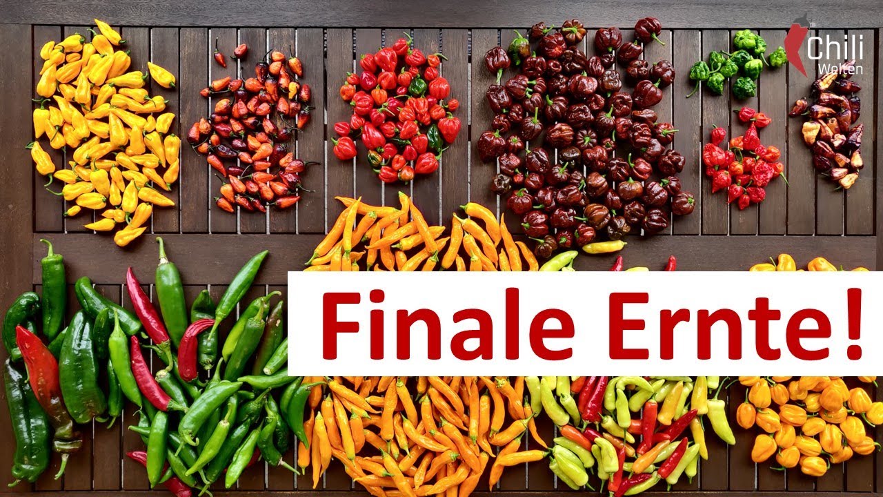 Große Chili Ernte 2021 und Chili überwintern