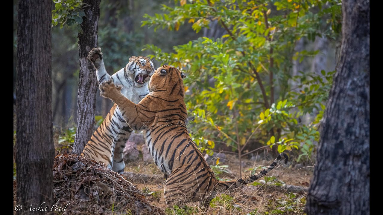 TIGER FIGHT - Tiger L-mark showing his dominance to mate with Tigress Mataram | Pench MP |