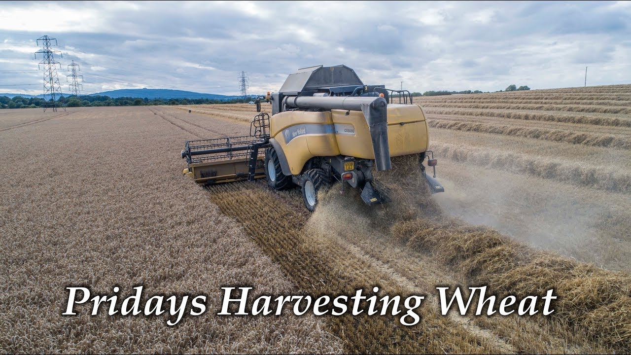 Pridays Harvesting Wheat
