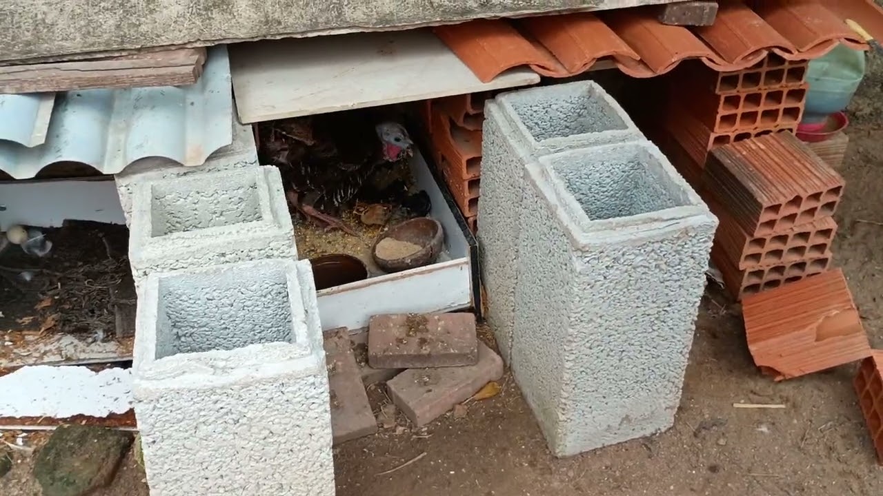 Atualizando o n° de moradores, já são 11 pintinhos! 😜