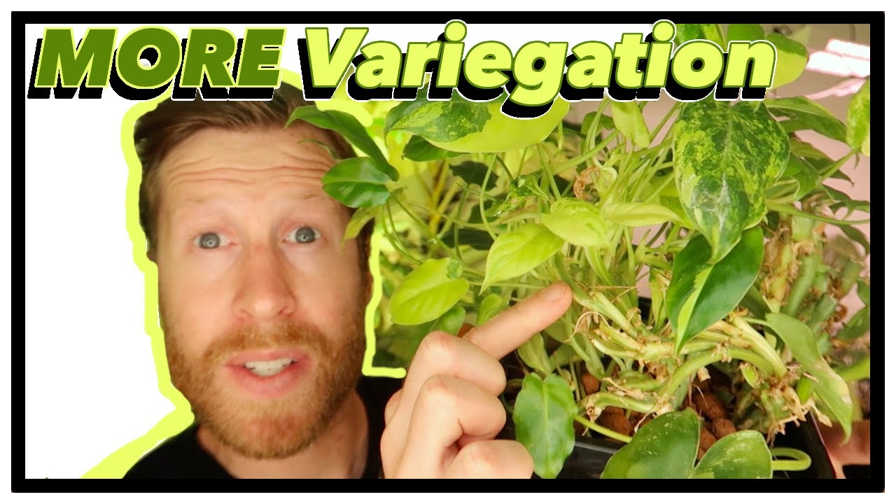 Maximize VARIEGATION on your RARE Plants | How to Prune Burle Marx Philodendron