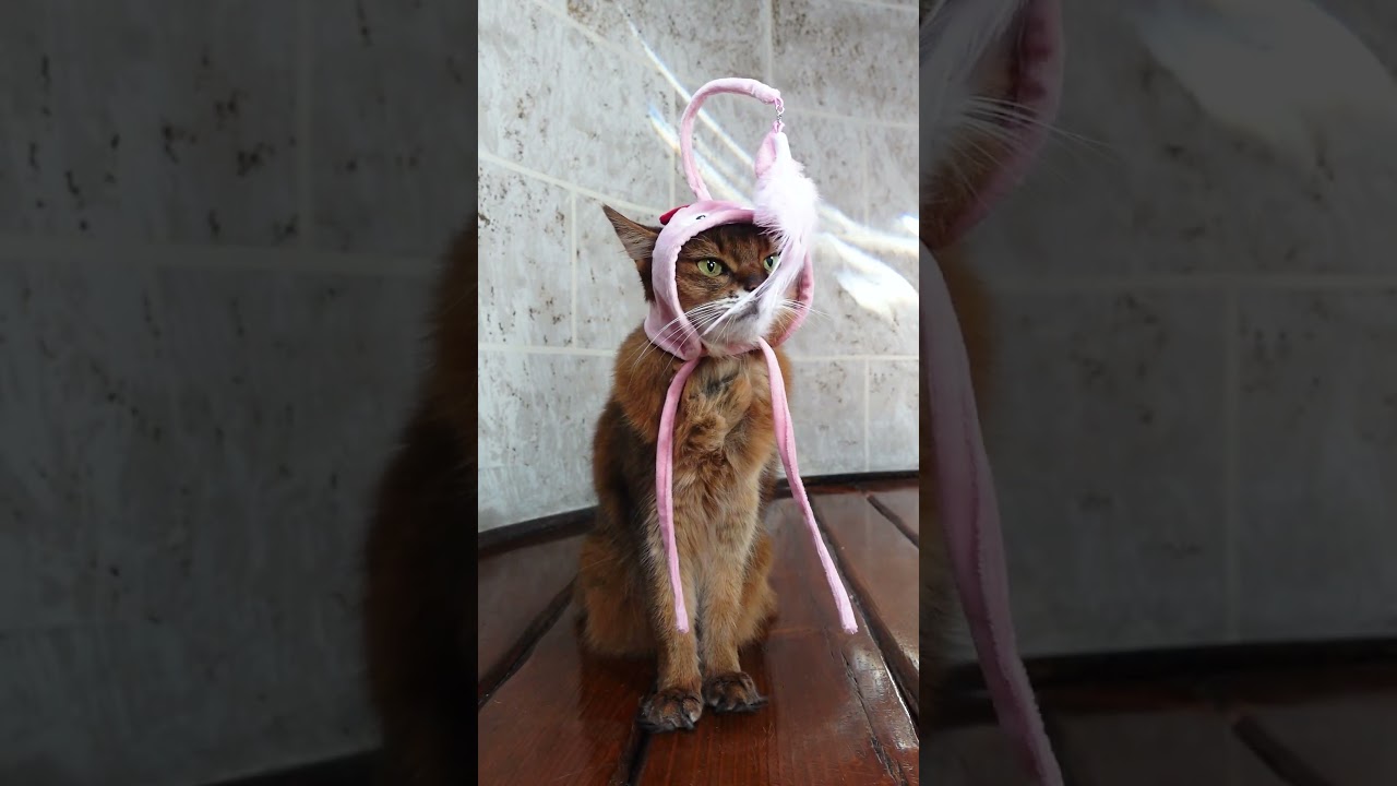 Summer's Cat Toy Hat: The Amazon Fail That Has Everyone Laughing #shorts