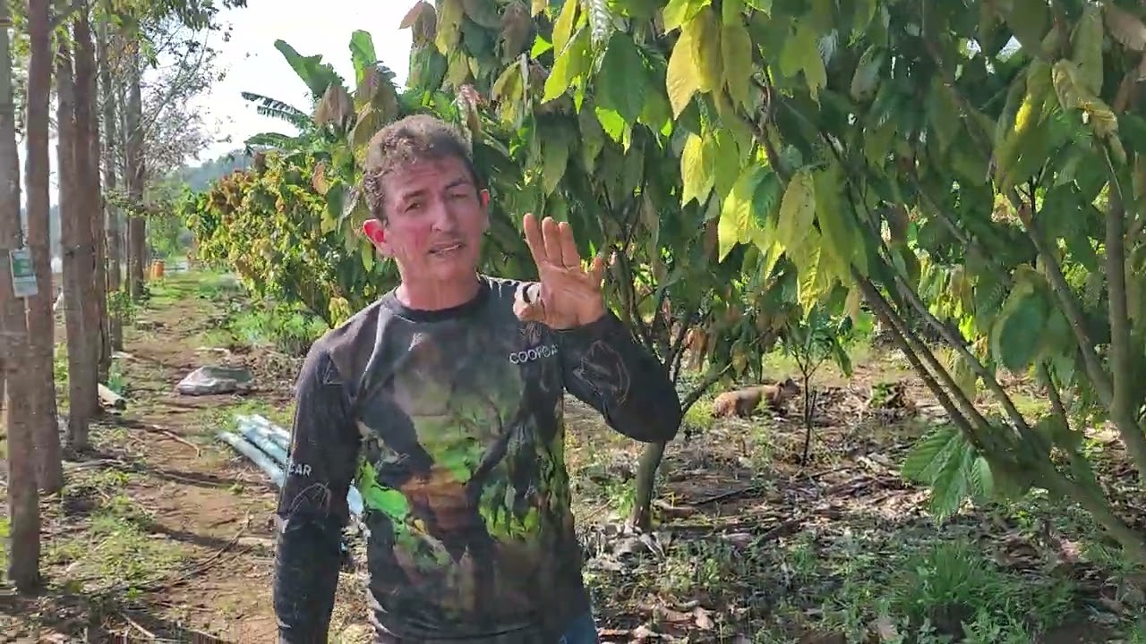 Plantio de Cacau consorciado com banana BRs terra anã e mandioca.