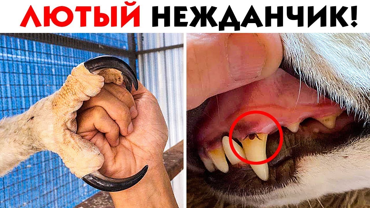 55 ЛЮТЫХ НЕОЖИДАННОСТЕЙ ИЗ ДИКОГО МИРА!