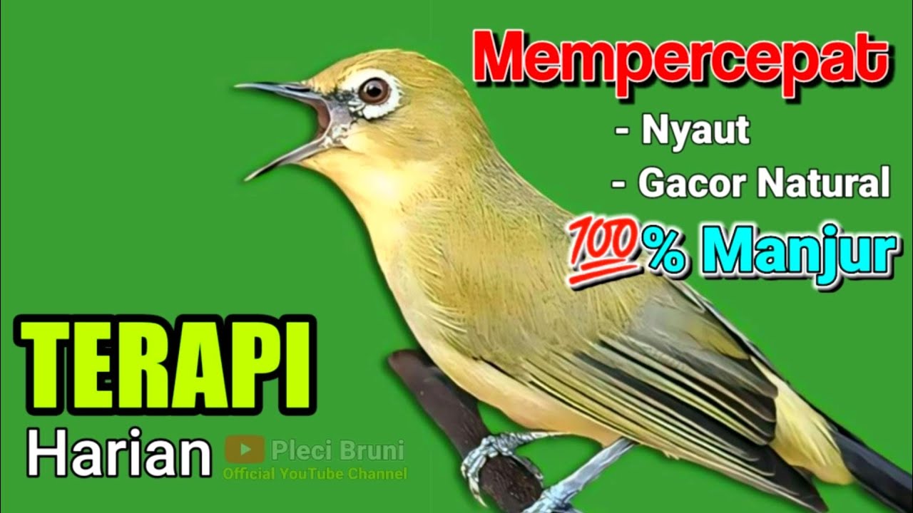 PLECI GACOR suara ngalas - PANCINGAN TERCEPAT MENGUNDANG BUNYI BURUNG PLECI SUPER AMPUH 💯% NYAUT