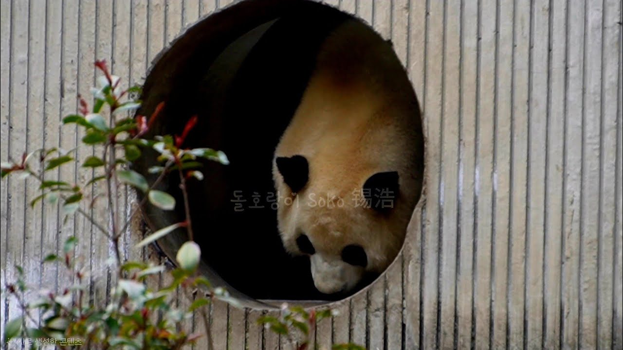 오후에 여기 저기 다니면서 집안 단속 하는 푸야~!!ㅋㅋ | 2월 20일 오후(푸바오 실시간) Panda Fubao