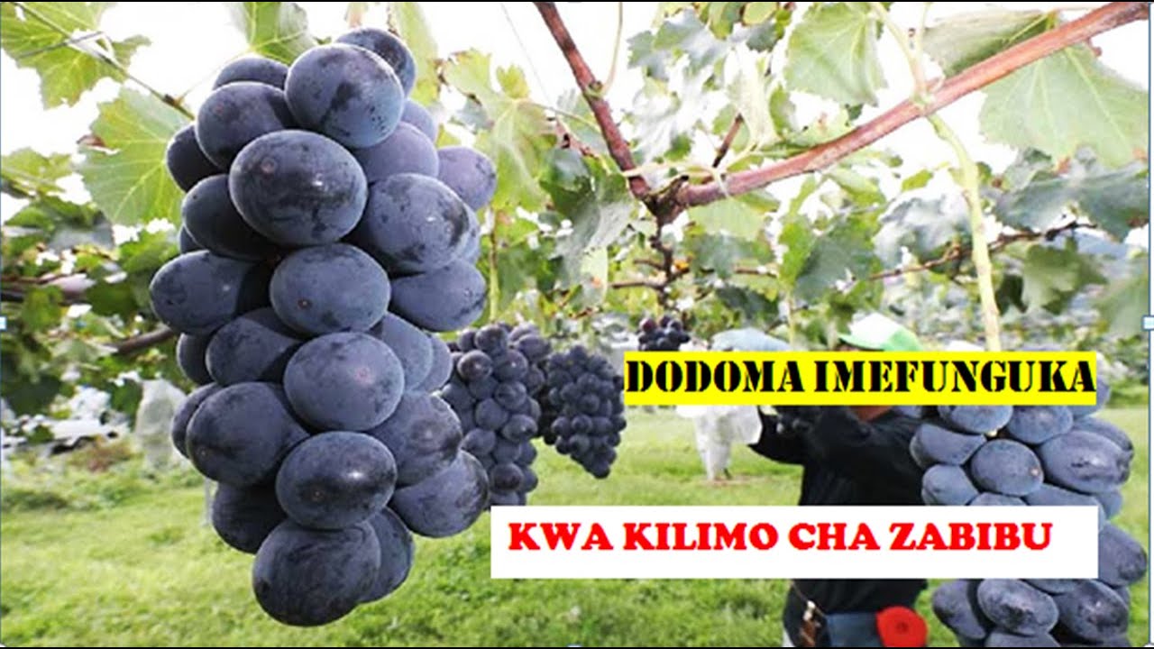 KILIMO CHA ZABIBU DODOMA,ndio mkombozi wa wakulima Dodoma