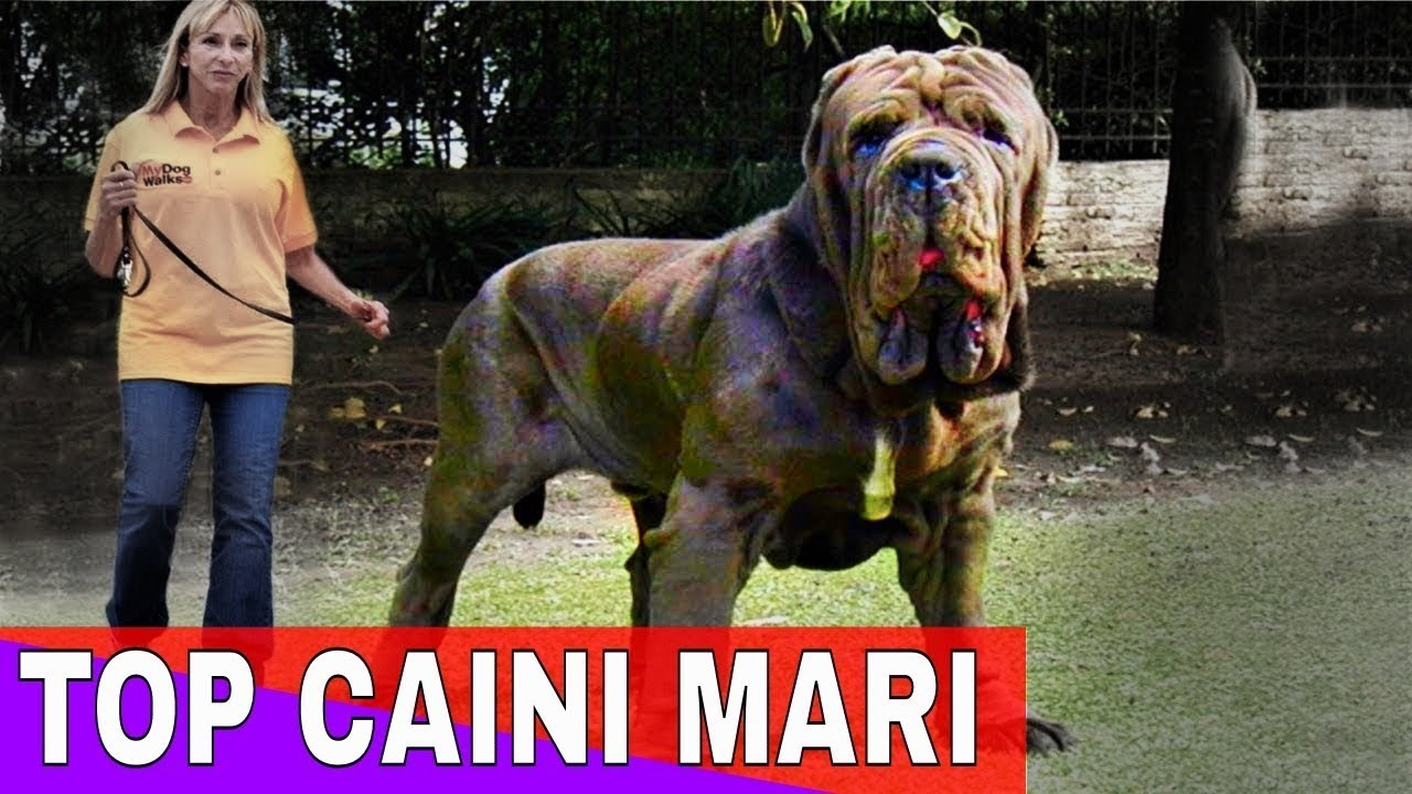 Top 10 Cele mai mari rase de caini
