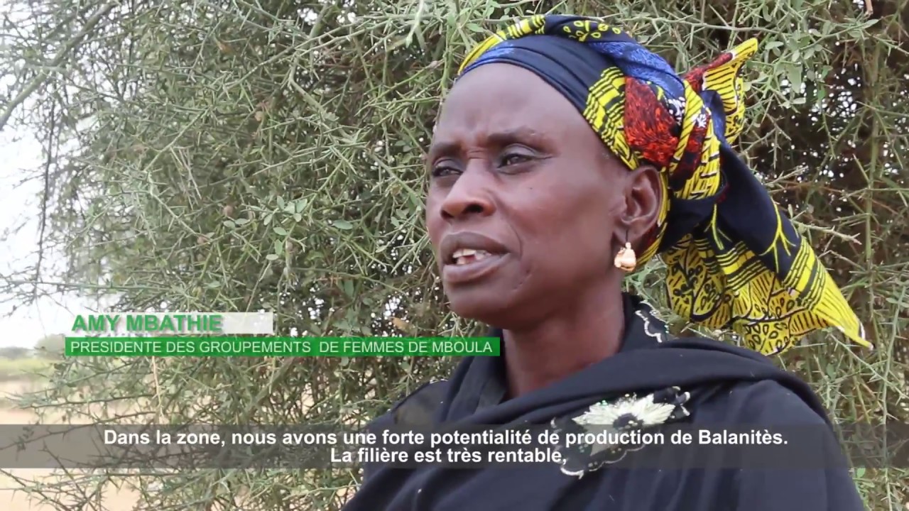 Balanites: Un potentiel économique pour les femmes dans les terres arides
