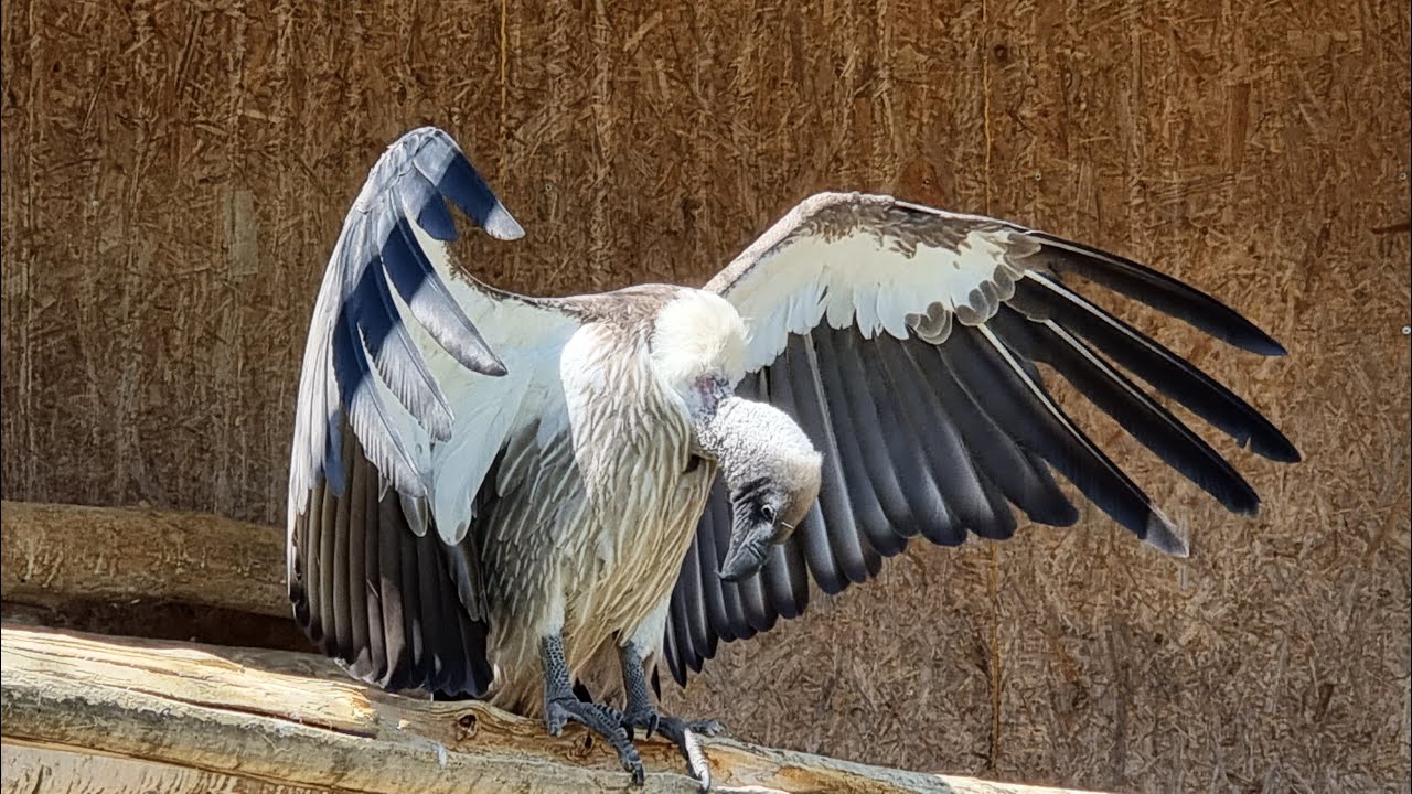 Greifvogelpark Buchs / Schweiz