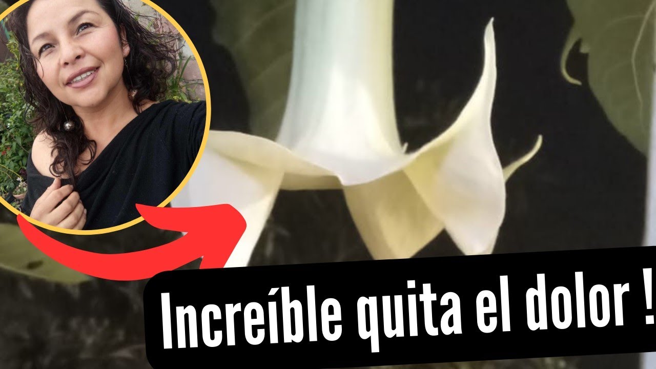 ESTA FLOR ES INCREIBLE PARA QUITAR EL D0L0R