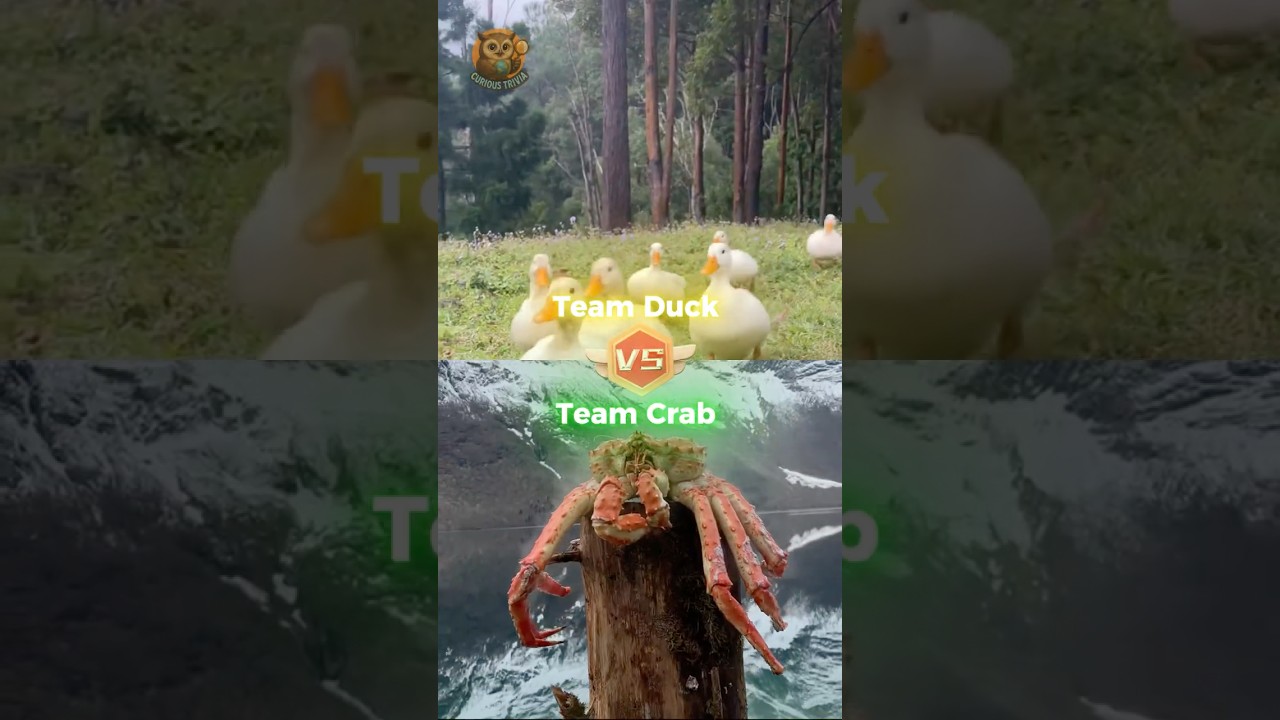Утки против крабов. Кто правит на рисовом поле? 🦆👑🦀