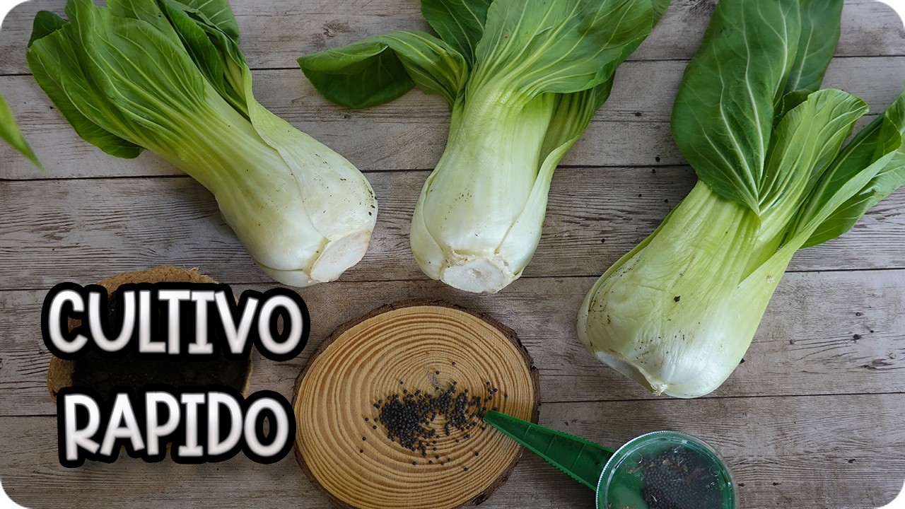 C&oacute;mo Sembrar Pak Choi: Gu&iacute;a F&aacute;cil para Cultivar Acelga China en Casa || La Huertina De Toni