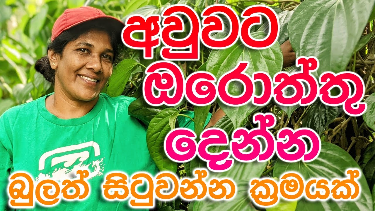 බුලත් සිටුවන්න ක්&zwj;රමයක් | Ape Waththa